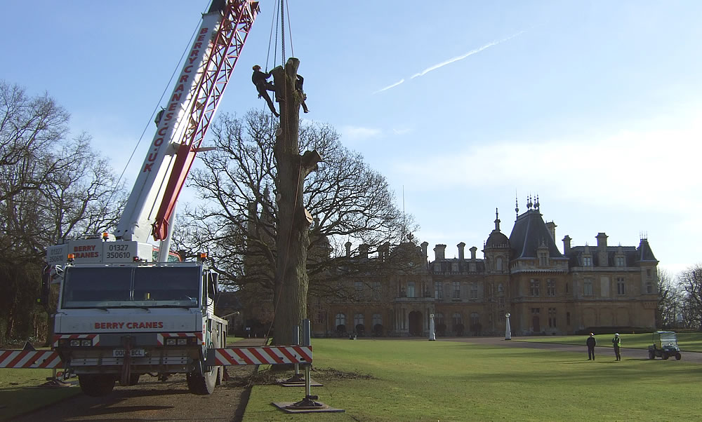 Taking a tree out with a crane