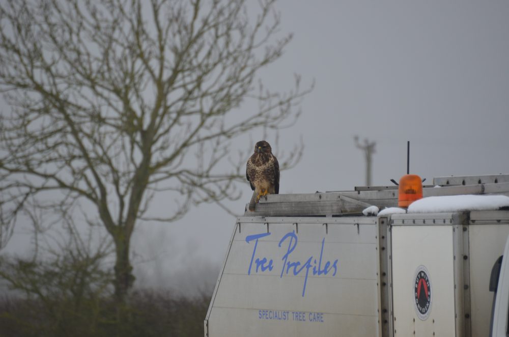 An unusual audience - A falcon sitting on the Tree Profiles truck