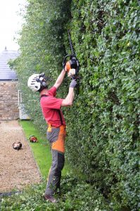 Tree Surgeon cutting a large hedge
