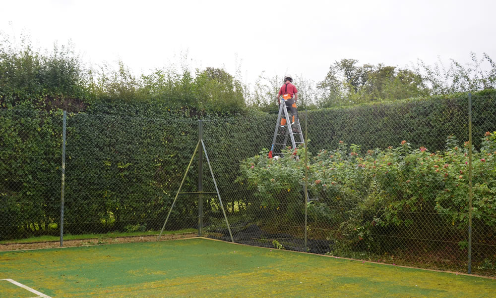 Hedge Trimming - Tree Profiles Ltd