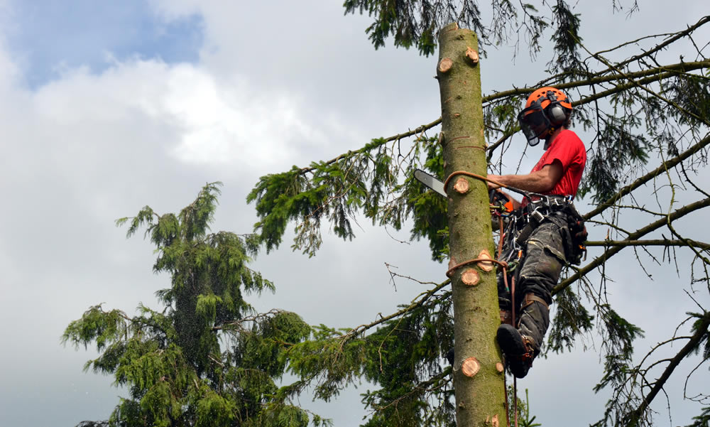 Tree Surgery Services - Tree Surgeon removing the top of a tree