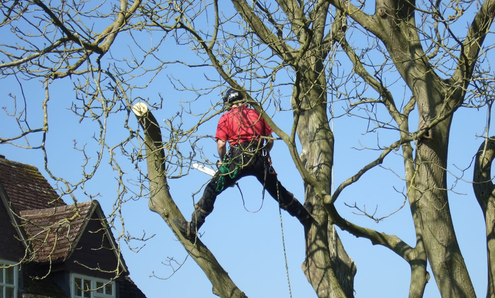 Tree Pruning - Tree Profiles Ltd