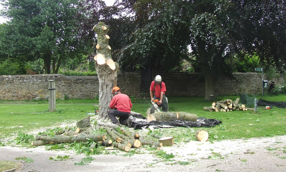 Tree Felling