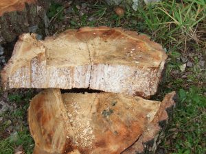 birch-with-honey-fungus-1