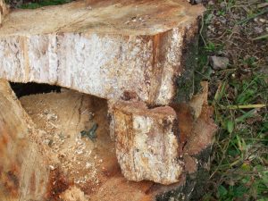 birch-with-honey-fungus-2