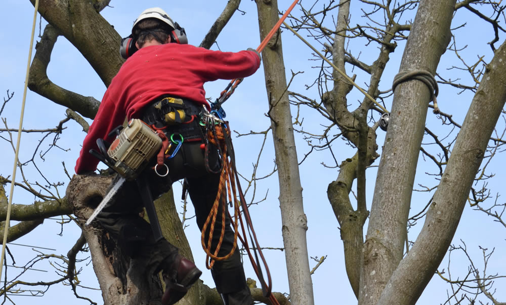 Cable Bracing Walnut Tree