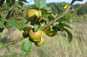 Apple Tree - Variety Ashmead's Kernal (2)