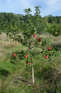Apple Tree - Variety Red Windsor.