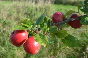 Apple Tree - Variety Red Windsor