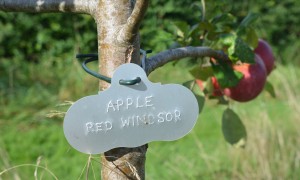 Apple Tree - Variety Red Windsor (2)