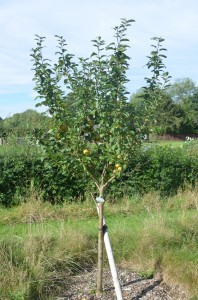 Apple Tree  - Variety Ashmead's Kernal