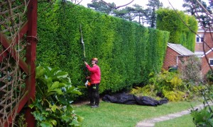 Hedge Trimming 1