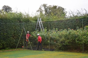 Hedge Trimming 2