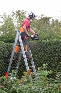 Hedge Trimming 3