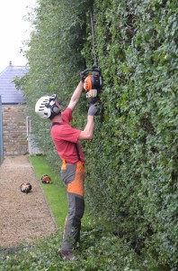 Hedge Trimming 4